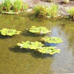 edinburgh-2010-botanic-garden-pond(Medium)