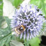 edinburgh-2010-bumble-bee-(Medium)