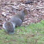 edinburgh-2010-squirrel-(Medium)