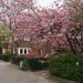 huis-spring-2014.-met-bloemen