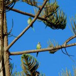 lovely-green-birds-in-spain