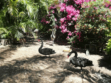 black swans