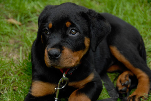 cute labrador puppy hans and marion