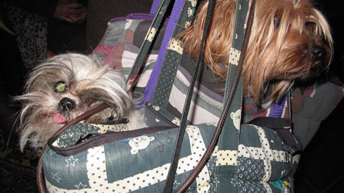 two-quiet-doggies-in-the-audience