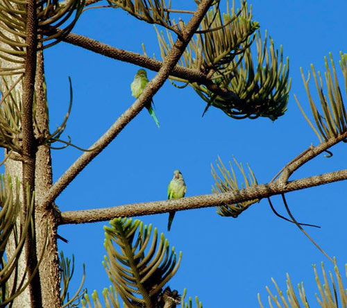 lovely-green-birds-in-spain