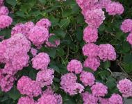 hydrangeas plant garden xie s BB