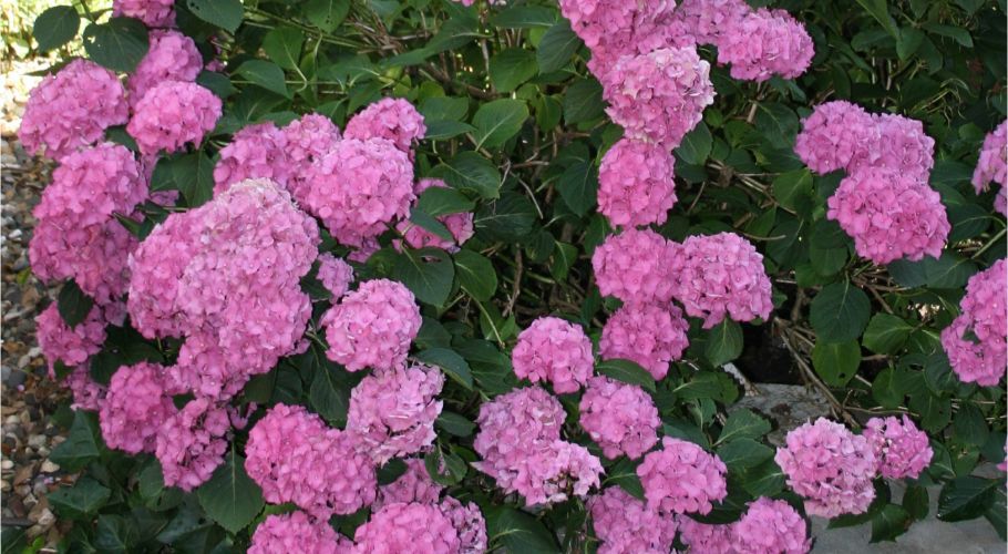 hydrangeas plant garden xie s BB