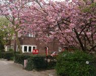 huis-spring-2014.-met-bloemen