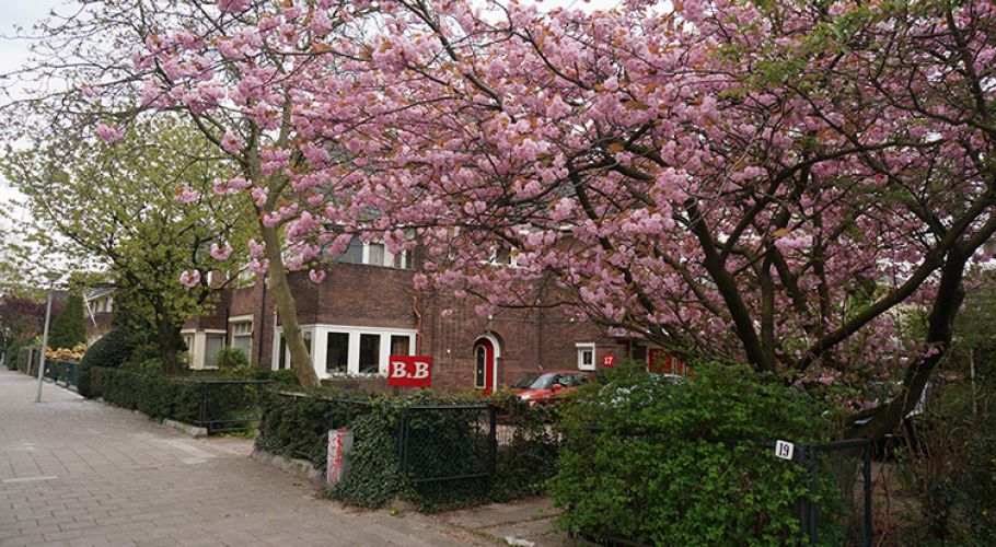 huis-spring-2014.-met-bloemen